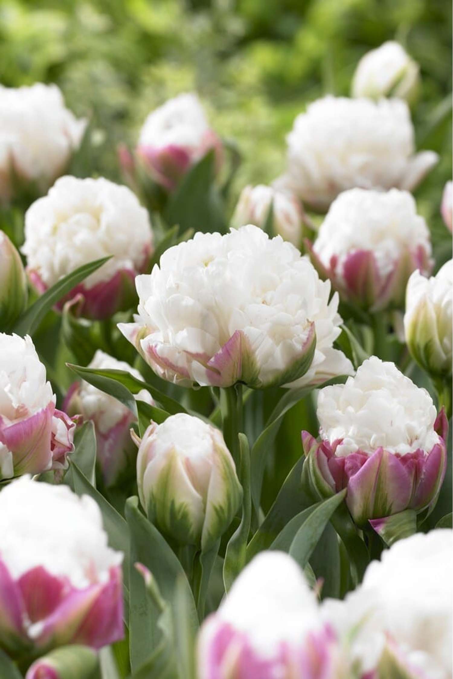 Tulpe 'Ice Cream' - Tulipaner